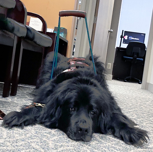 Big black service dog laying flat on the floor with his head between his paws, looking very sad.